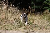 BOULEDOGUE FRANCAIS 335